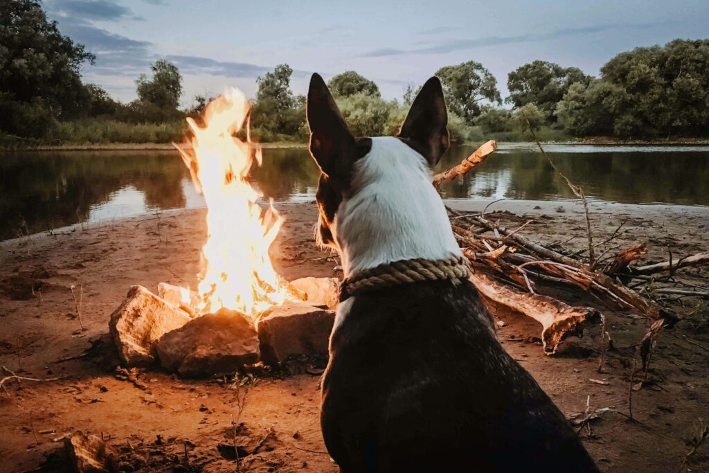 Camping mit Hund