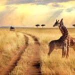 Zwei Giraffen stehen auf einer grasbewachsenen Savanne, während ein Safari-Fahrzeug auf einem Weg im Hintergrund zu sehen ist – eine typische Szene auf einer Tansania Safari.