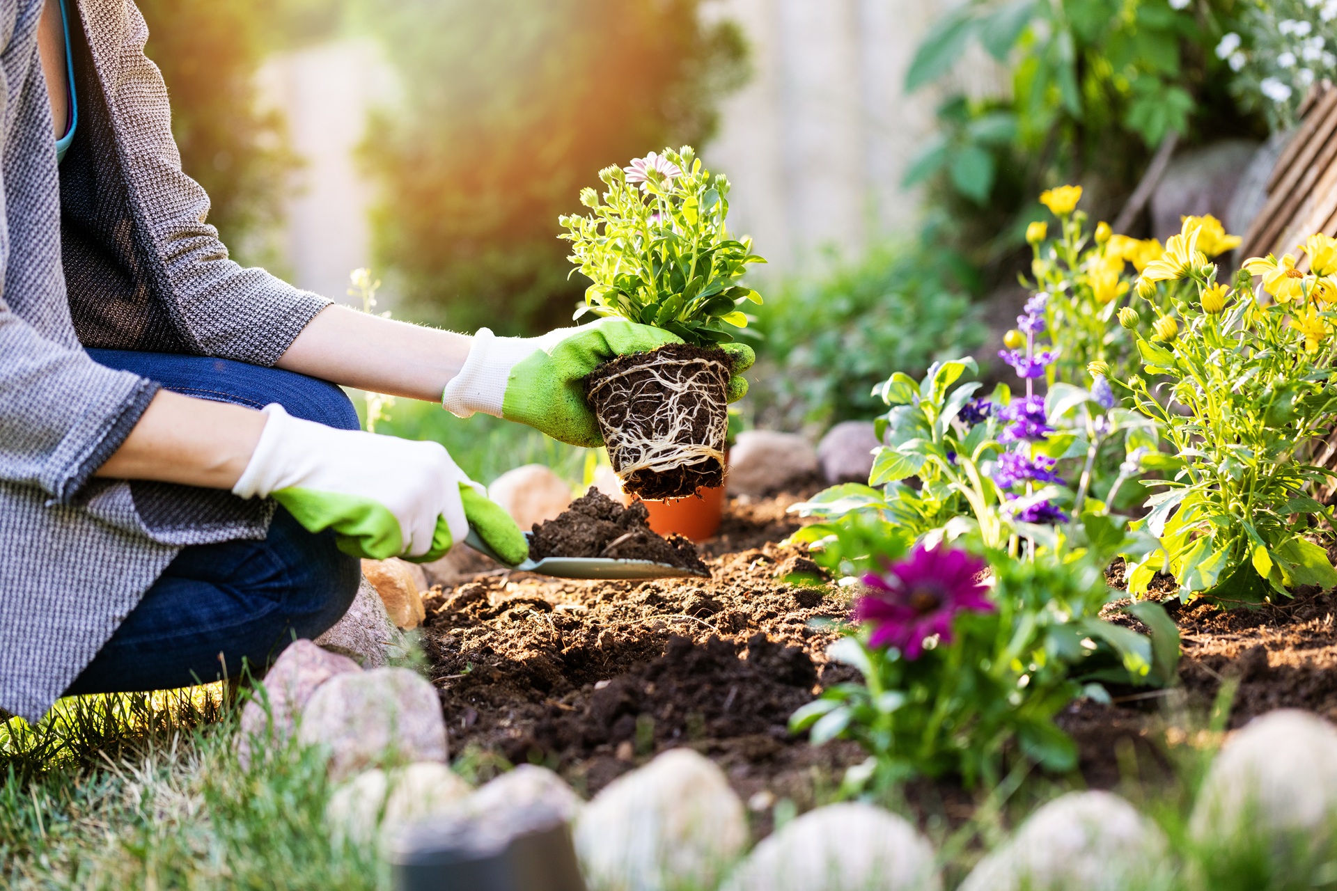 Frisch gesetzte Gartenpflanzen im Beet | Ameisen bekämpfen  